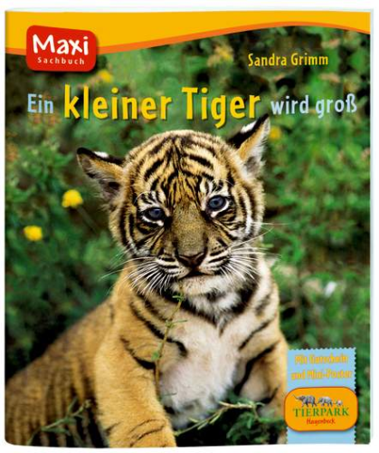Maxi-Bilderbuch Ein kleiner Tiger wird groß